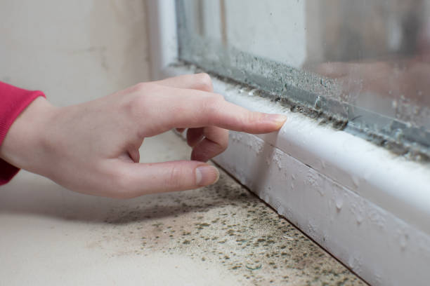 Best Black Mold Removal  in , ID